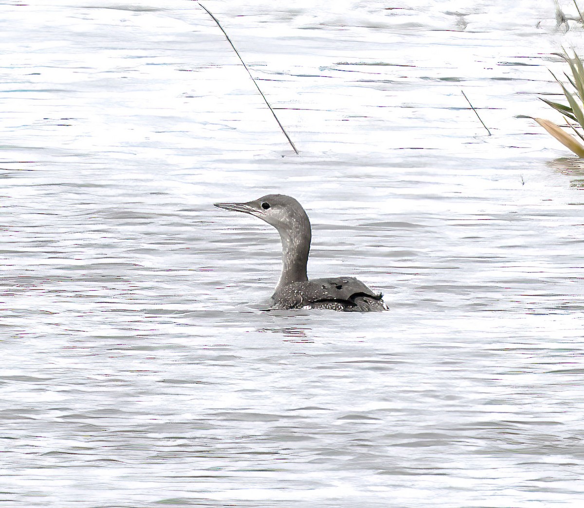 potáplice malá - ML645665467