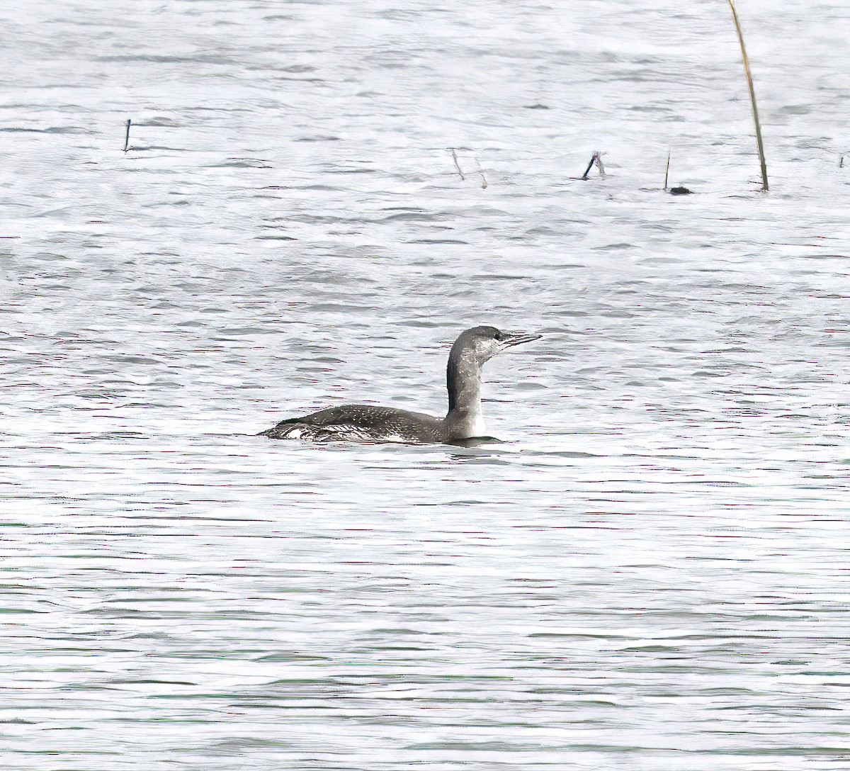 potáplice malá - ML645665468