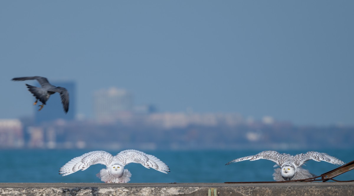 Harfang des neiges - ML645665469