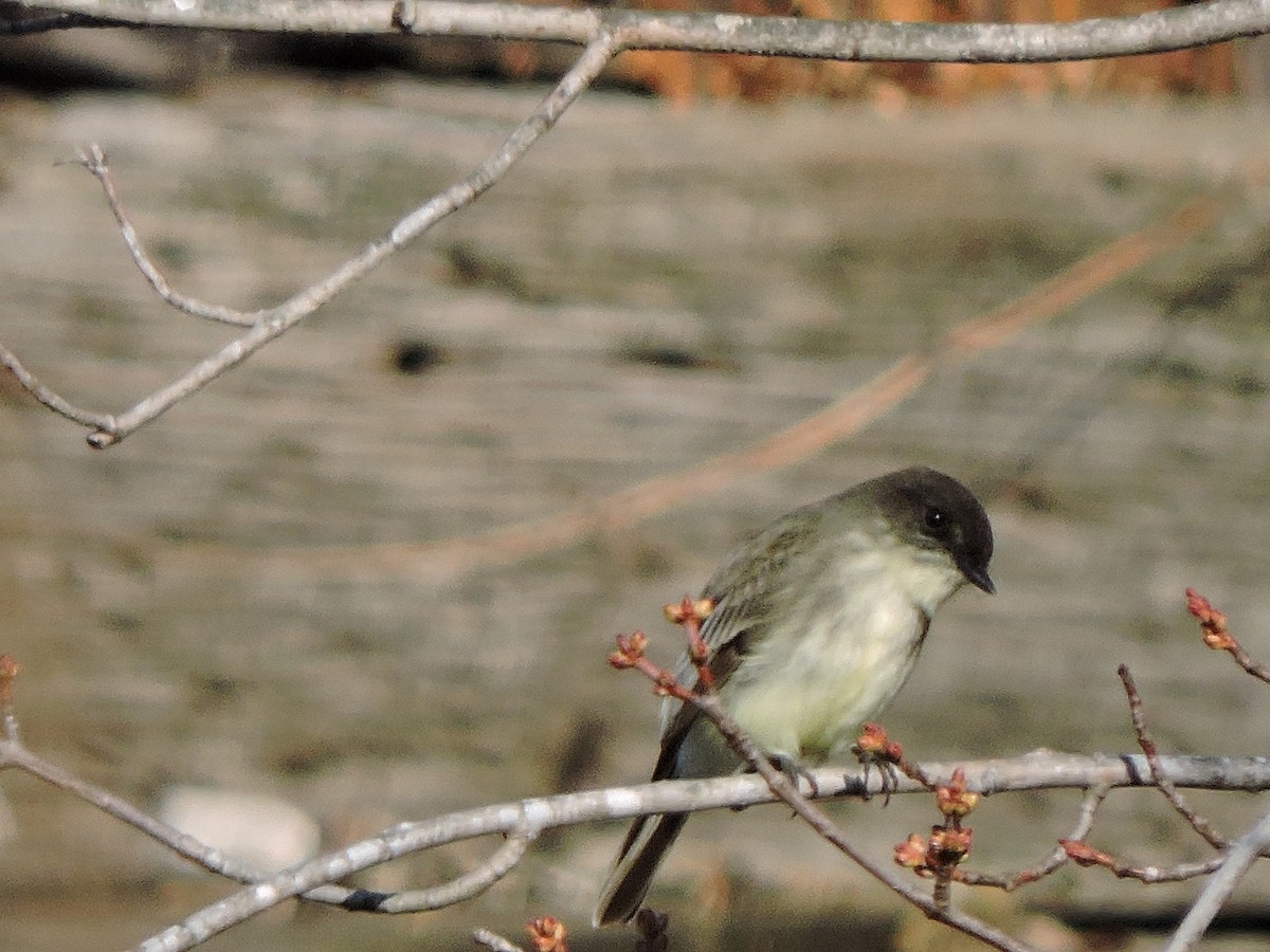 tyranovec domácí - ML645665470