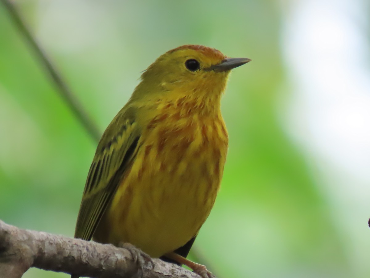 Mangrove Yellow Warbler (Ecuadorian) - ML645665481