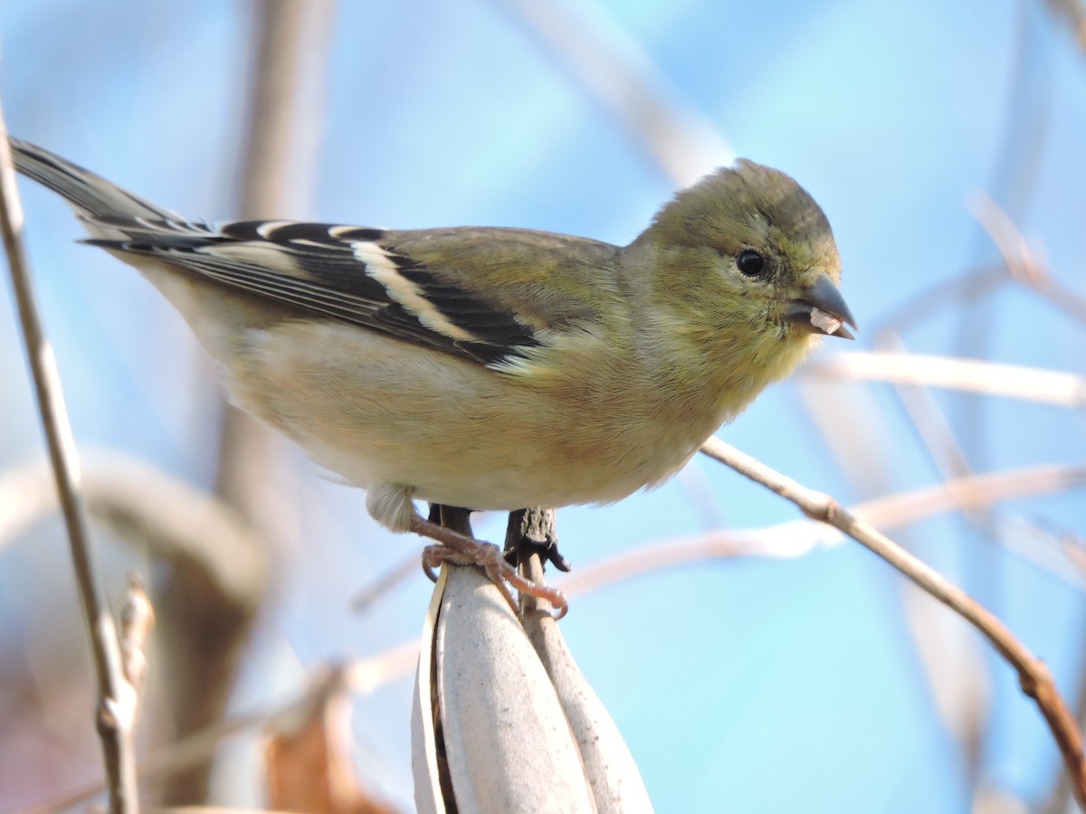 čížek žlutý - ML645665485