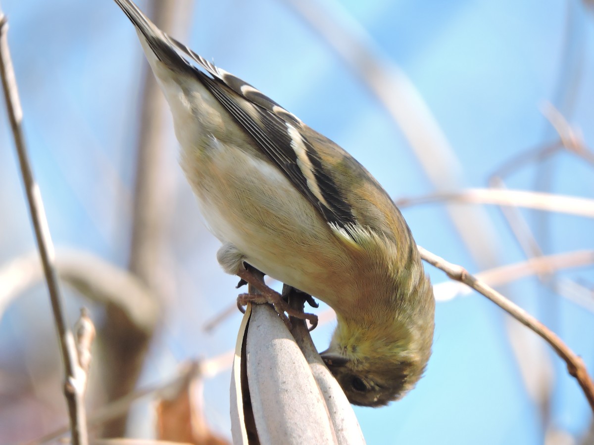 čížek žlutý - ML645665486