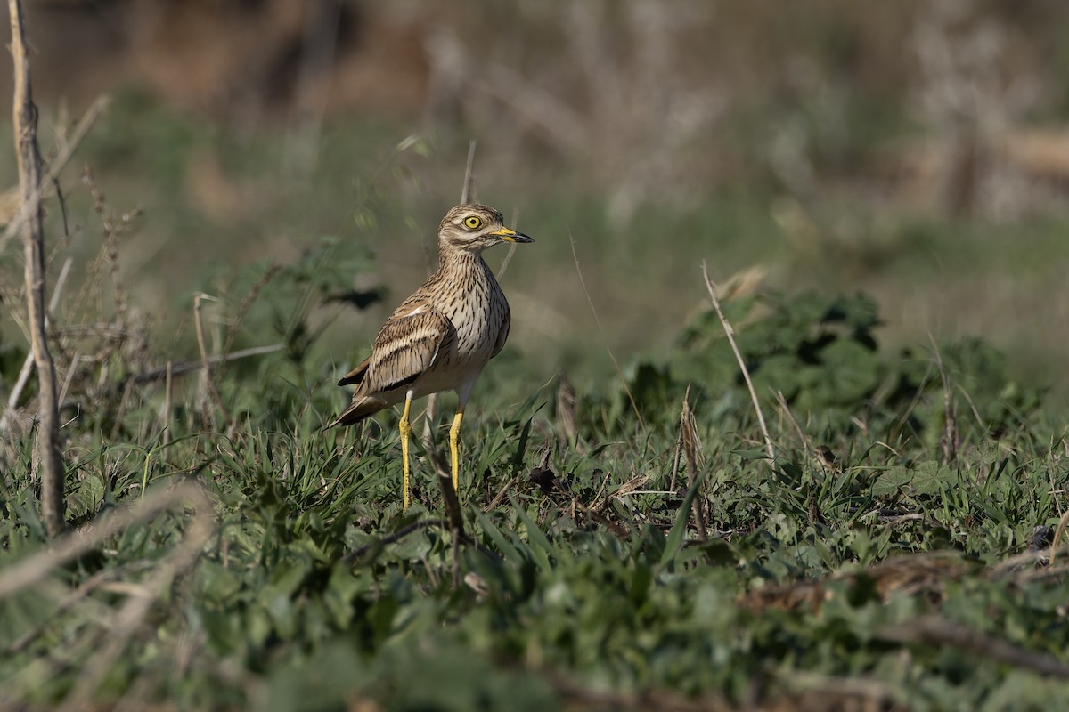 Occhione - ML645665487