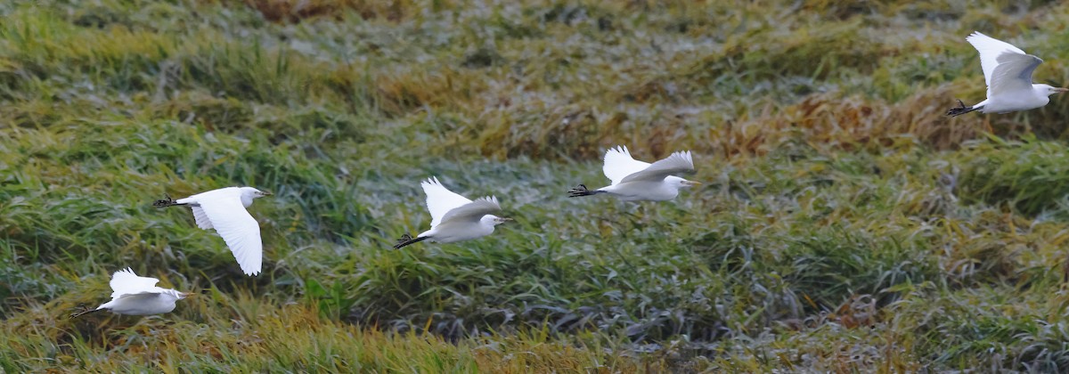 Airone guardabuoi - ML645665488