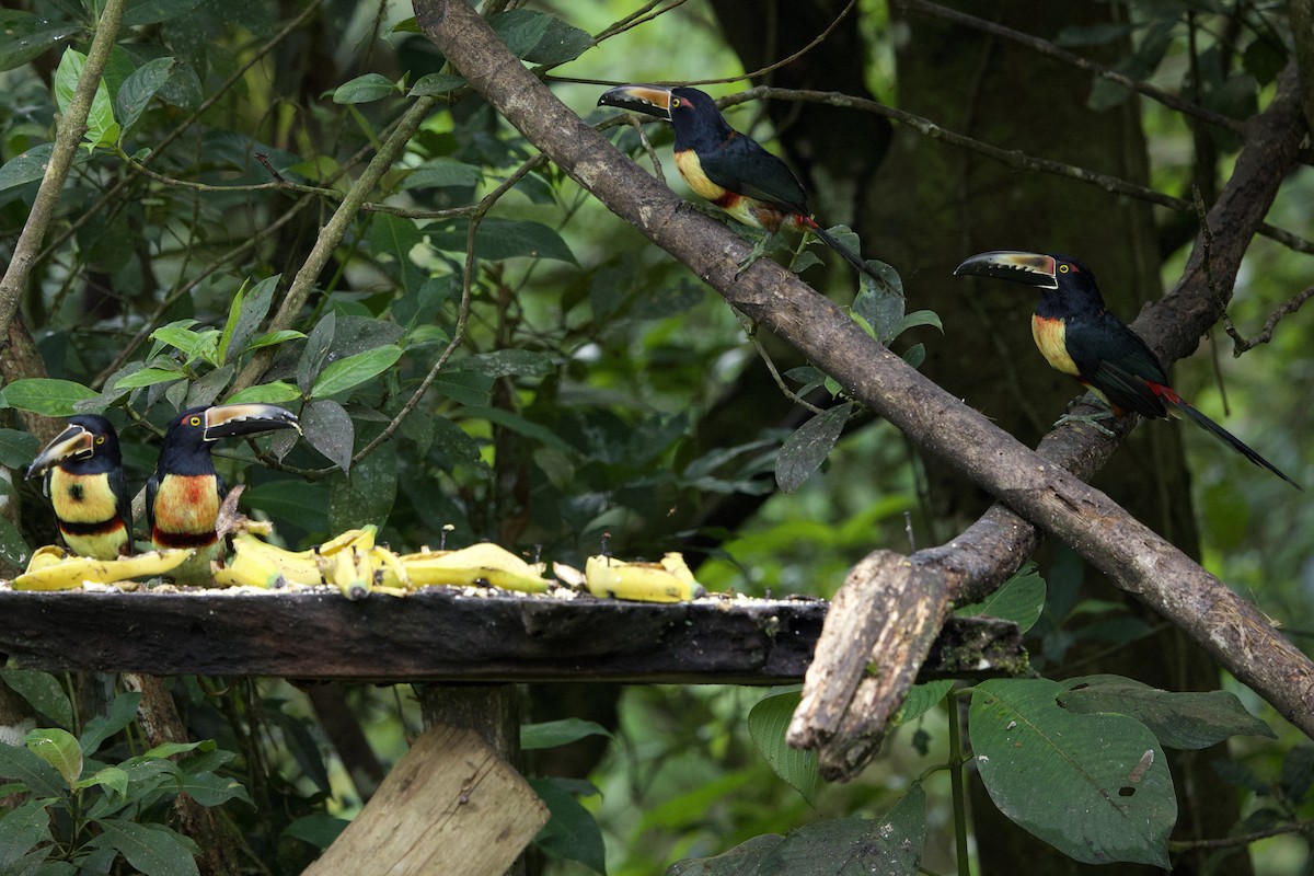 Collared Aracari - ML645665489