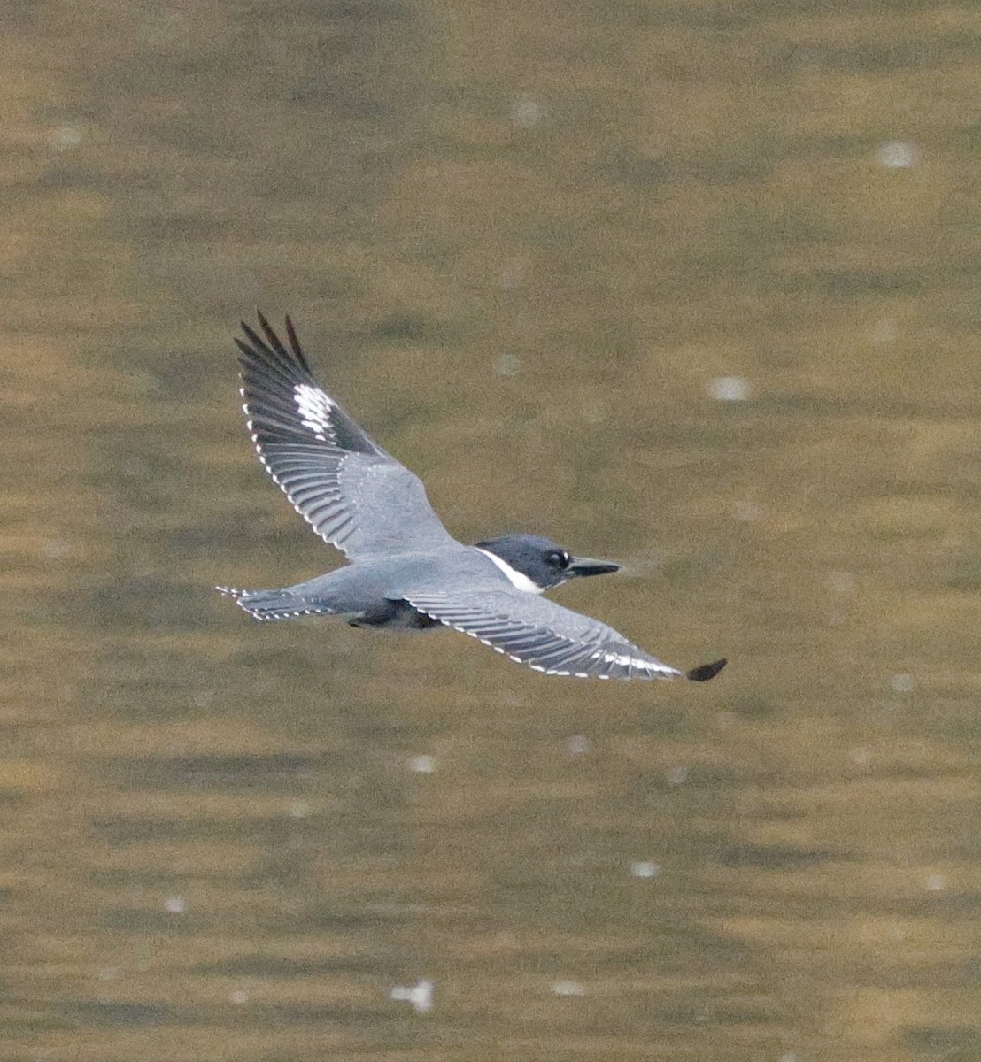 Belted Kingfisher - ML645665490