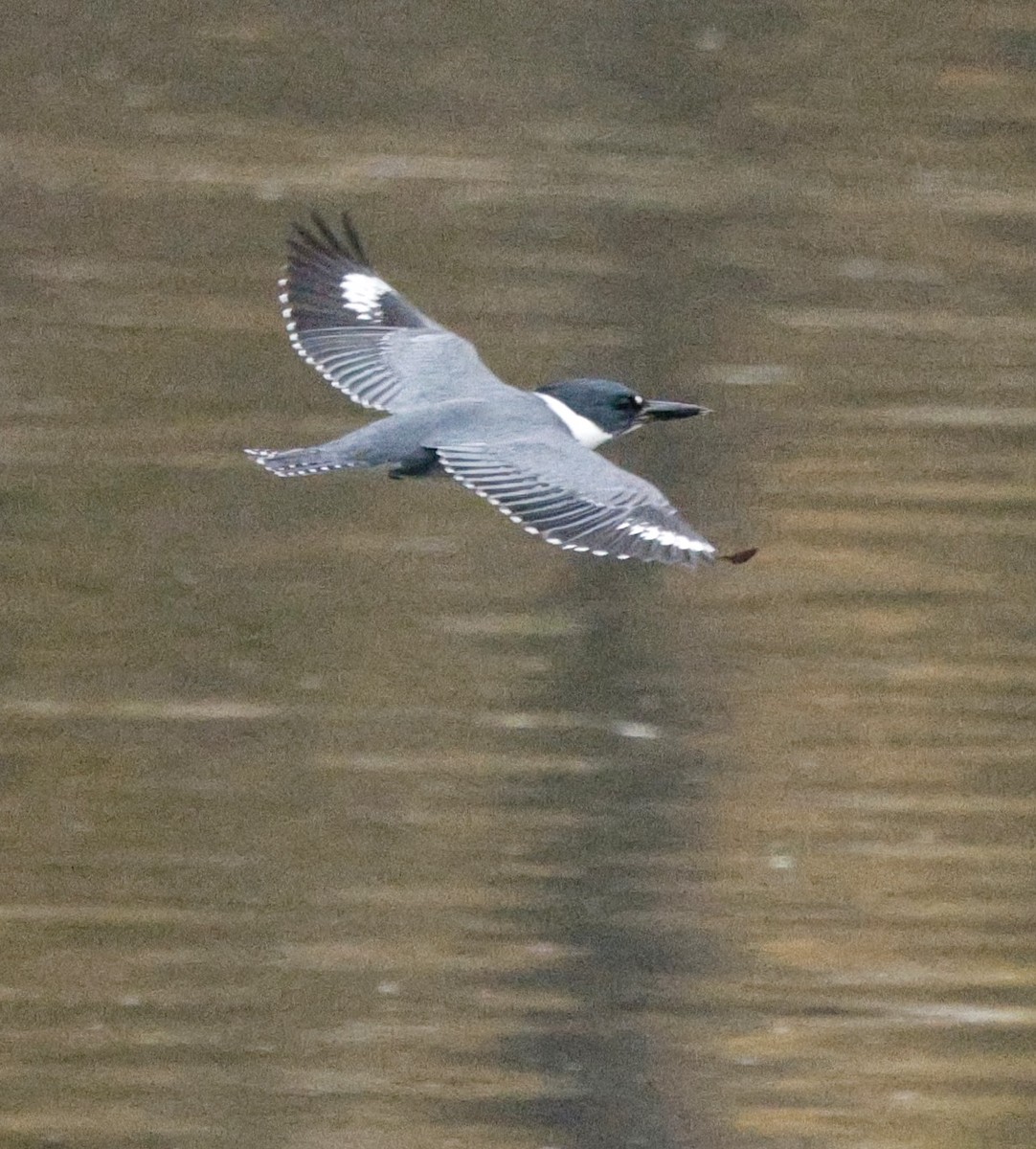Belted Kingfisher - ML645665491