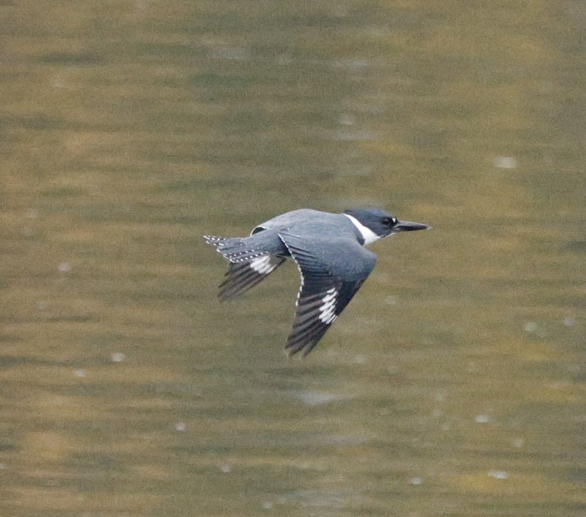 Belted Kingfisher - ML645665492