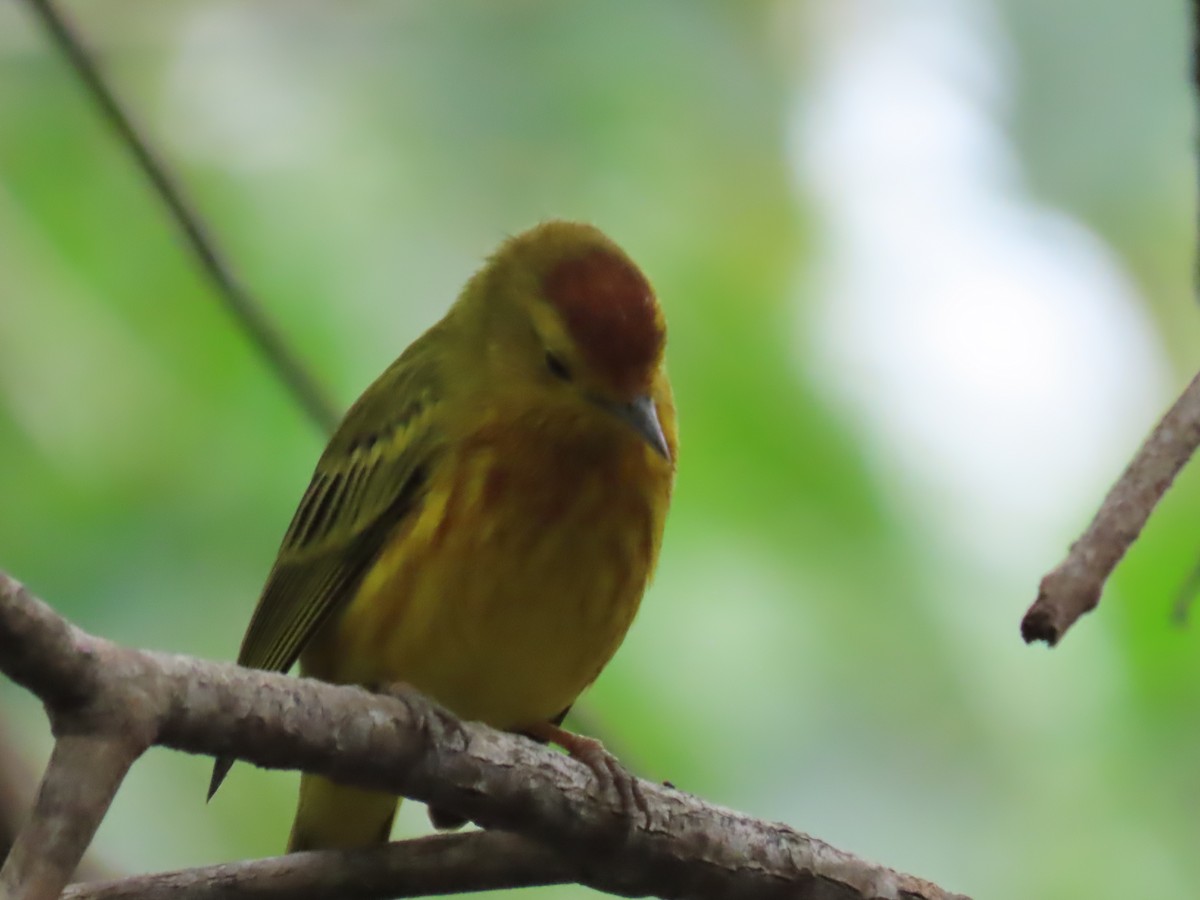 Mangrove Yellow Warbler (Ecuadorian) - ML645665494