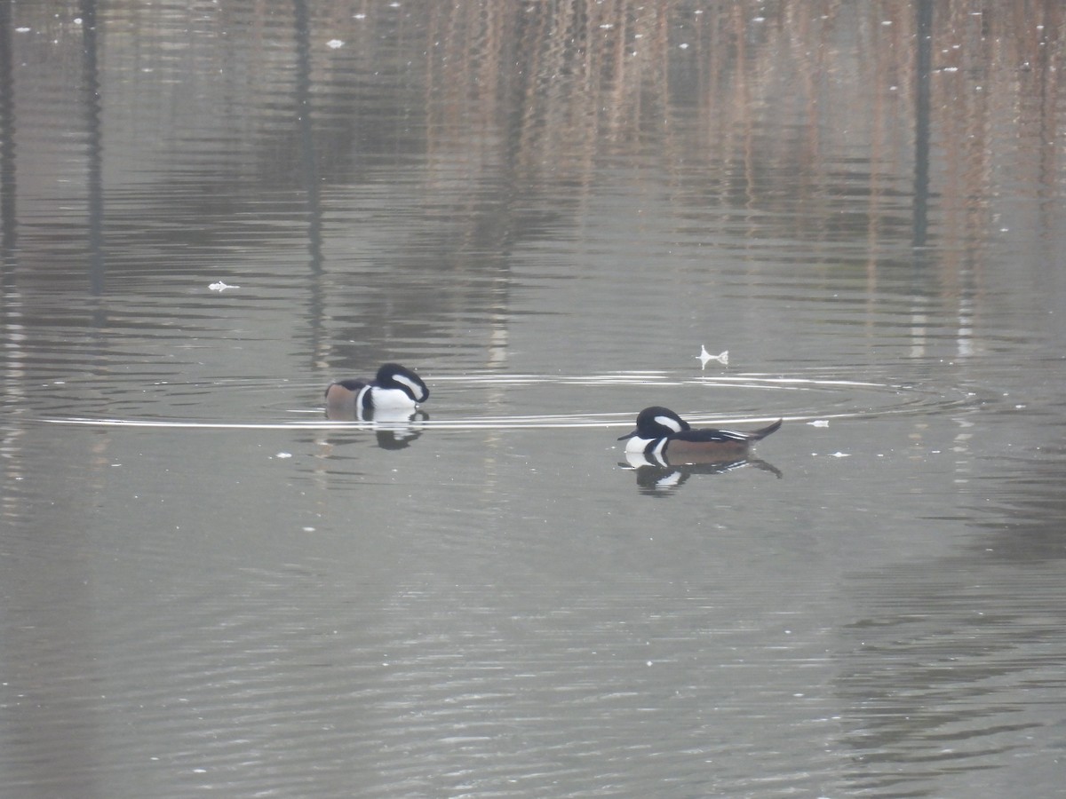 Smergo dal cappuccio - ML645665495