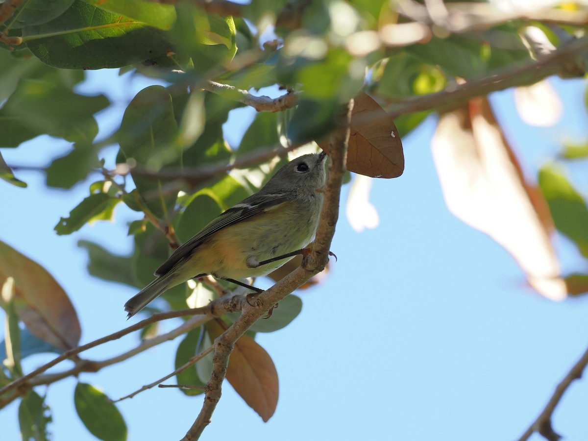 Ruby-crowned Kinglet - ML645665496