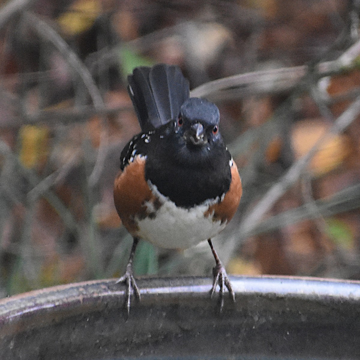 Spotted Towhee - ML645665502