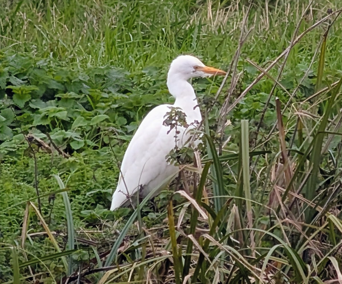 Airone guardabuoi - ML645665503