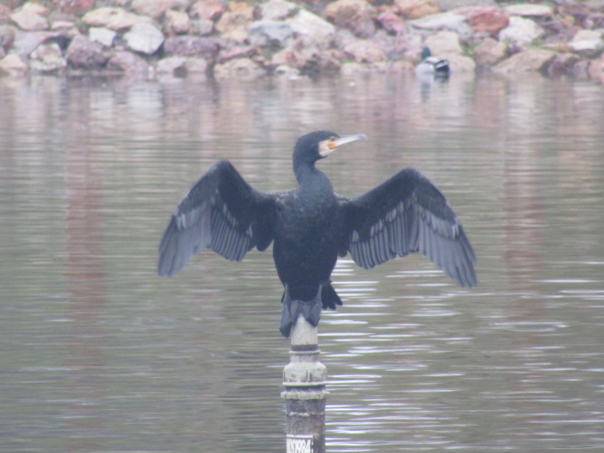 Cormorano - ML645665504