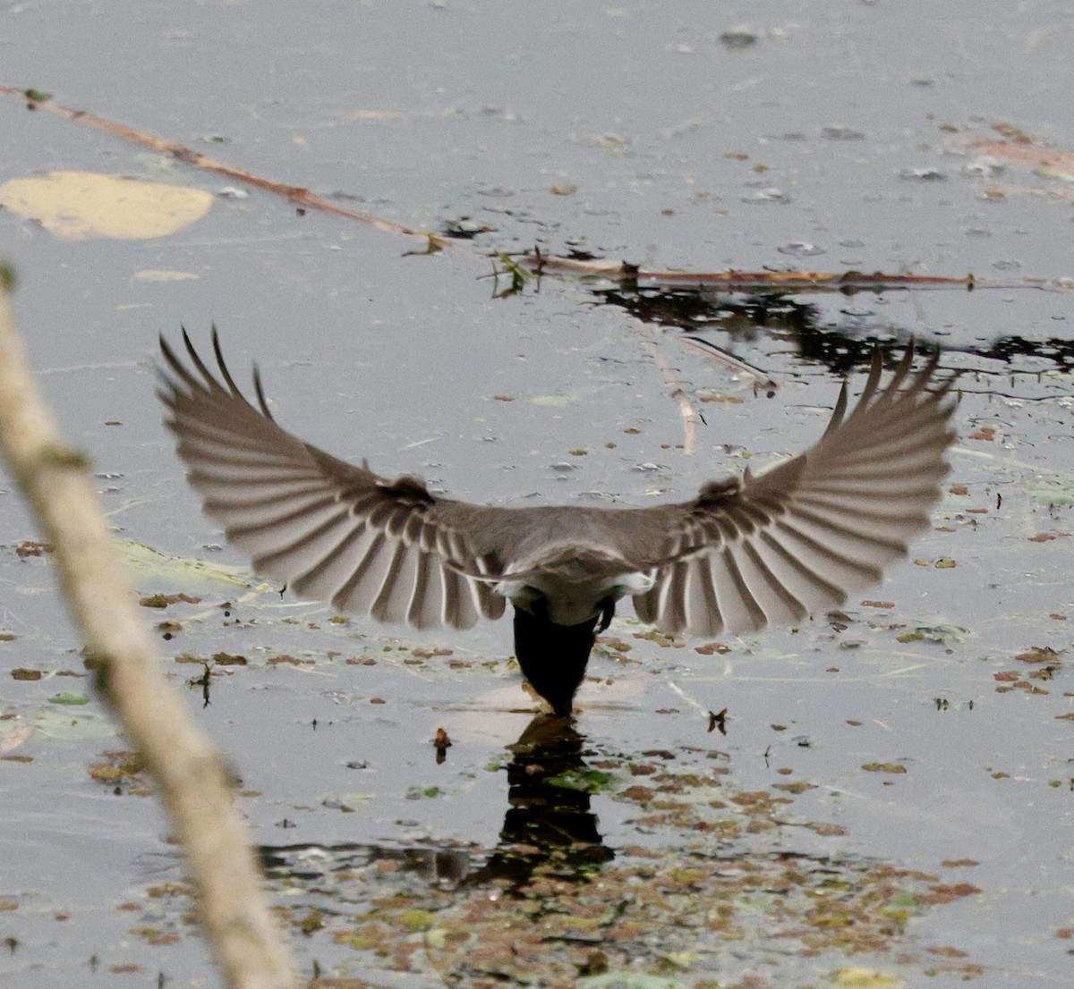 Black Phoebe - ML645665505