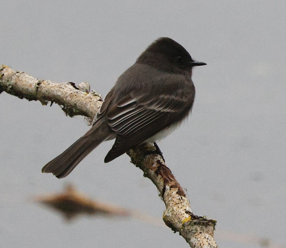 Black Phoebe - ML645665506
