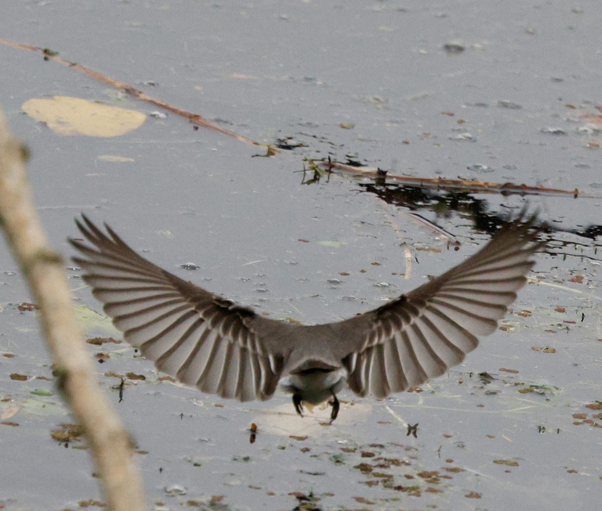 Black Phoebe - ML645665507