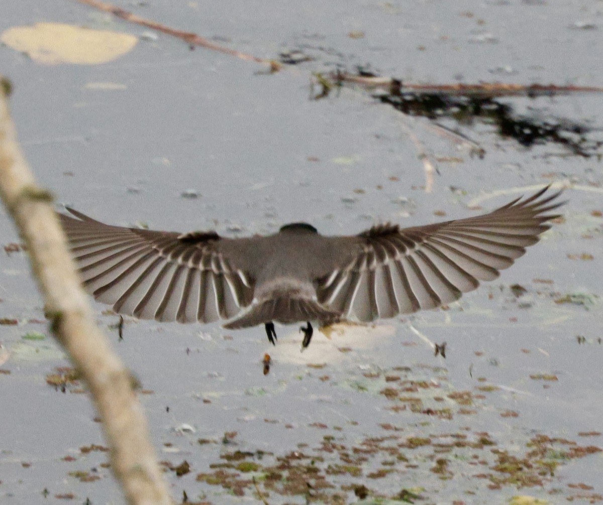 Black Phoebe - ML645665508