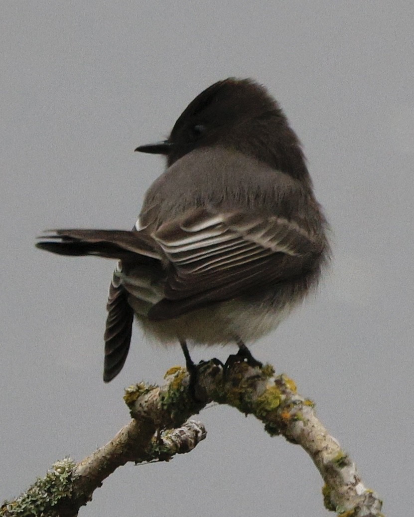 Black Phoebe - ML645665509