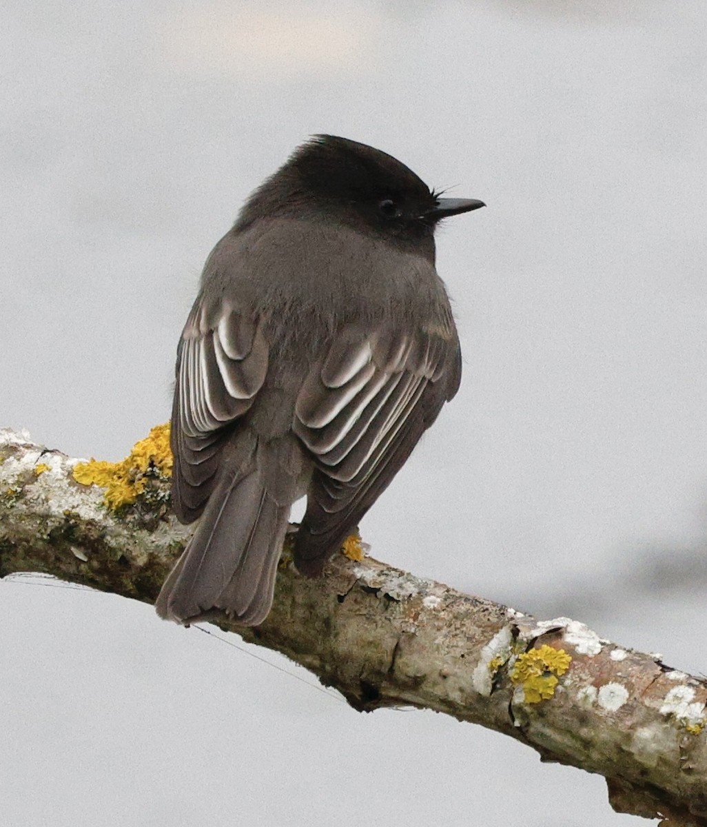 Black Phoebe - ML645665510