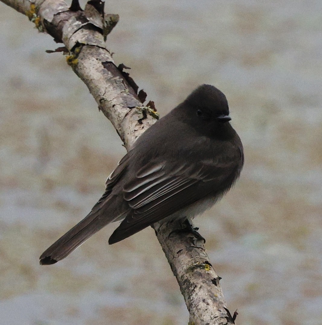 Black Phoebe - ML645665511