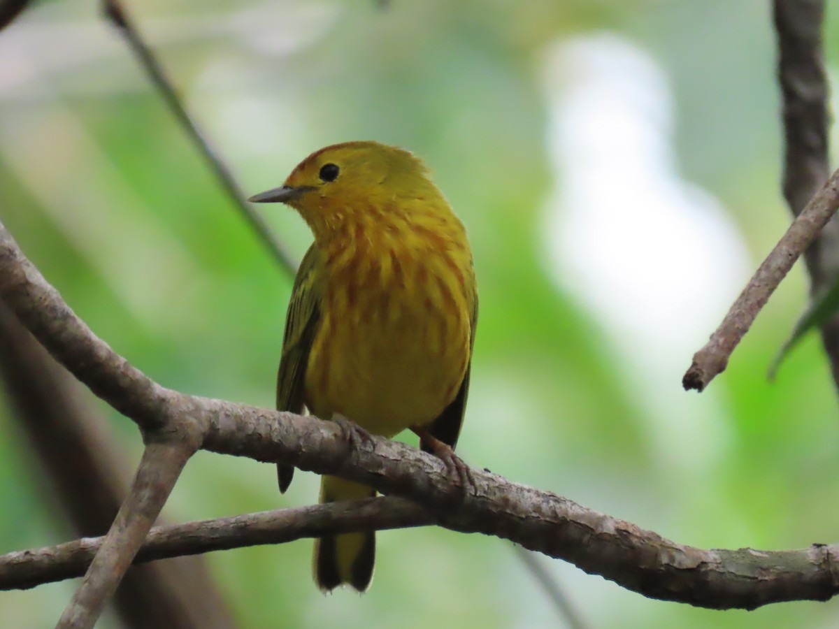 Mangrove Yellow Warbler (Ecuadorian) - ML645665513