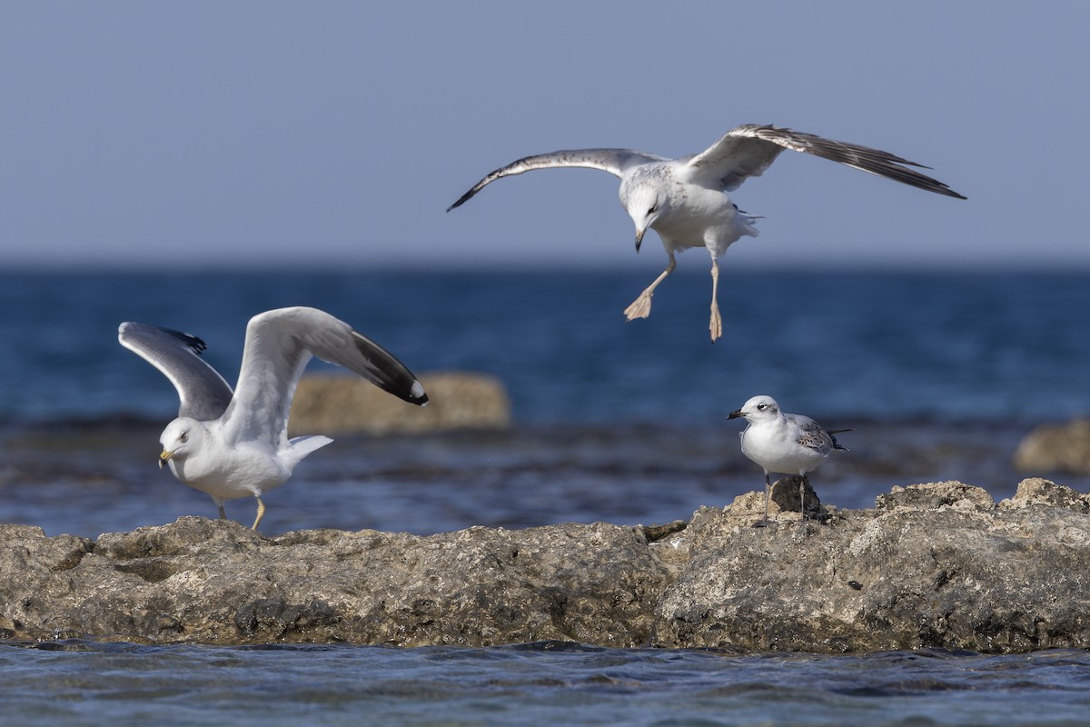 Gabbiano corallino - ML645665515