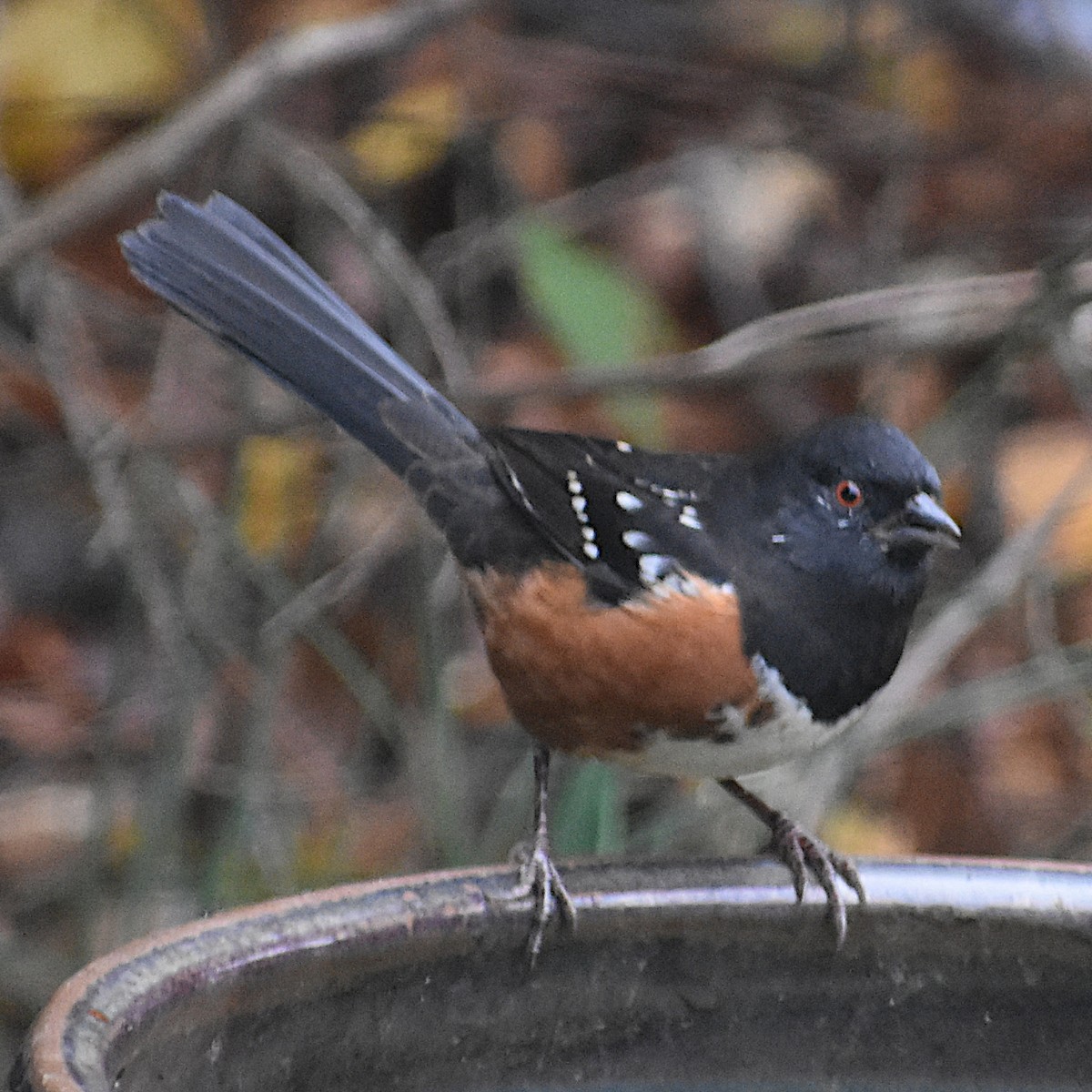 Spotted Towhee - ML645665516
