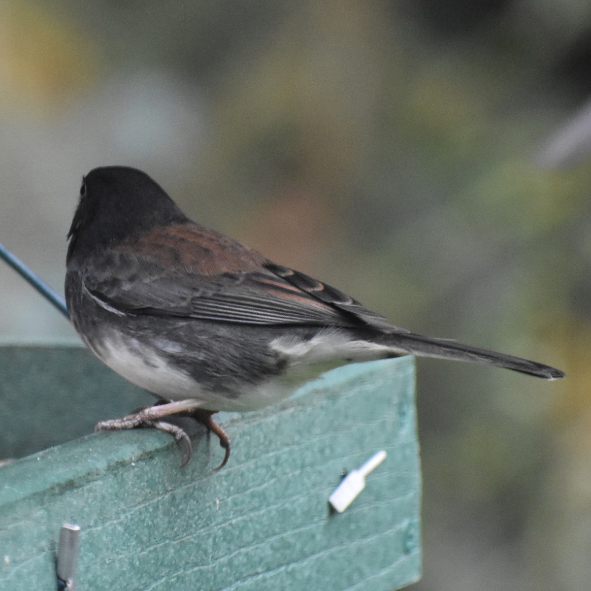 Winterammer (cismontanus) - ML645665522