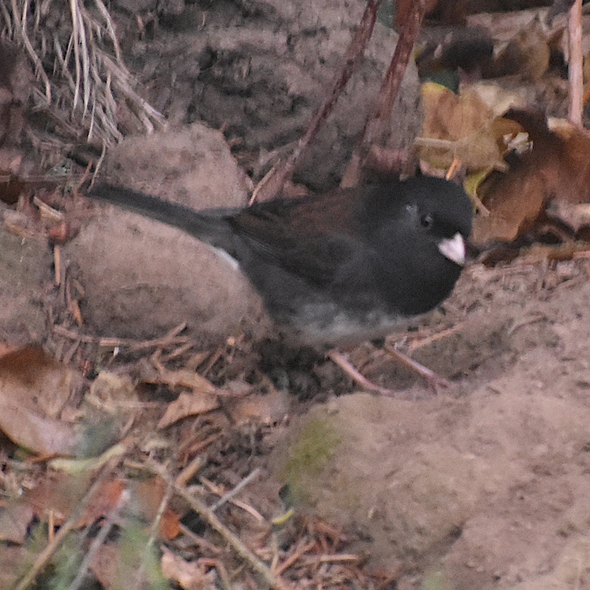 Winterammer (cismontanus) - ML645665529
