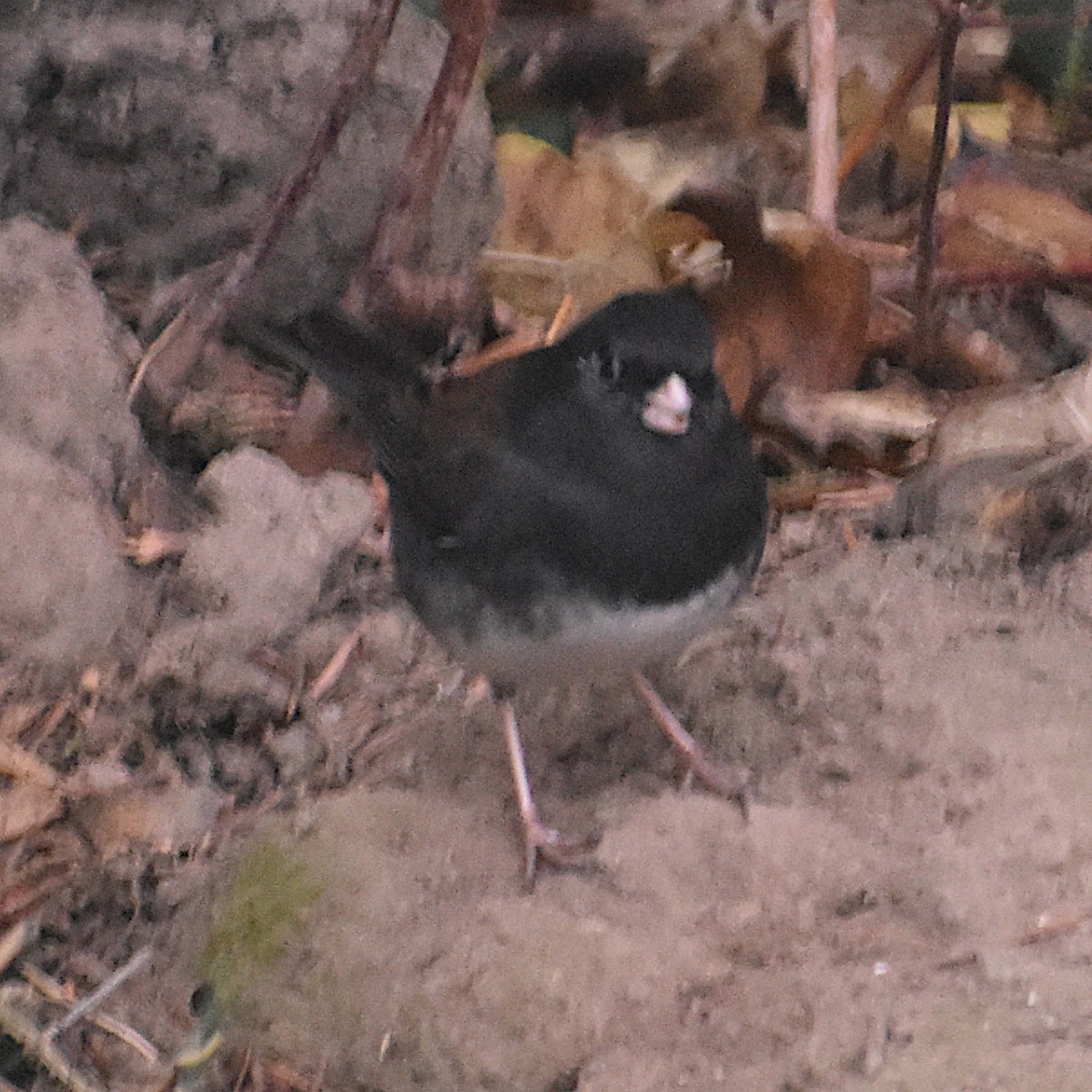 Winterammer (cismontanus) - ML645665535