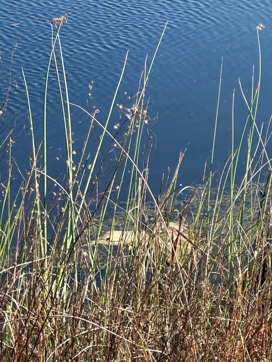 amerikarørdrum - ML645665536