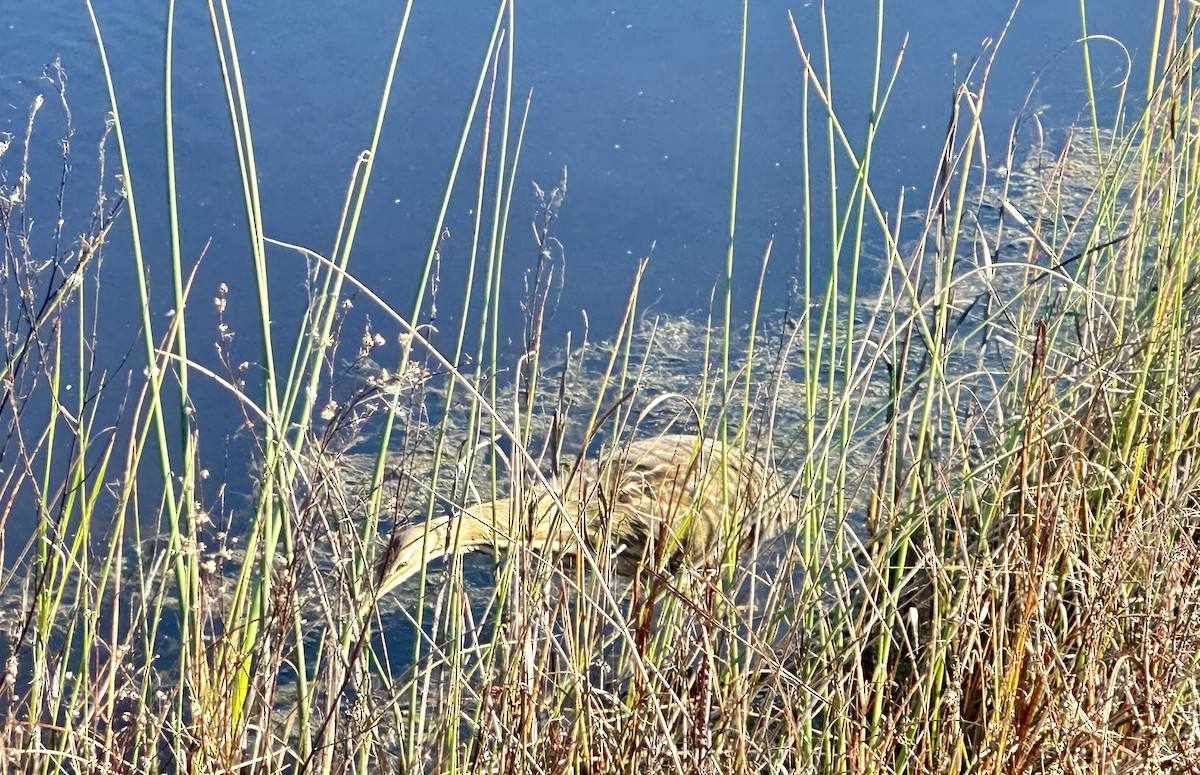 amerikarørdrum - ML645665537