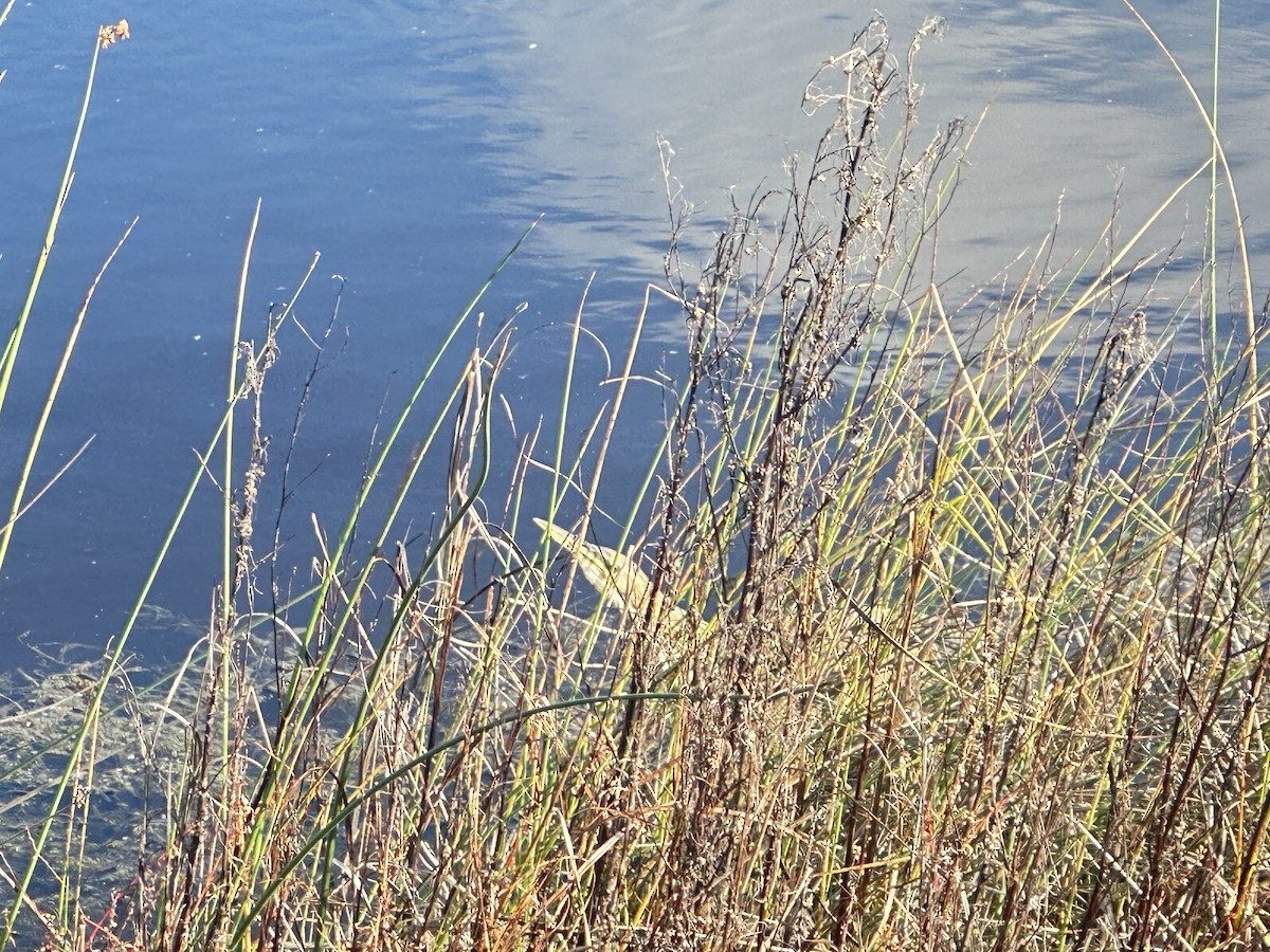 amerikarørdrum - ML645665538