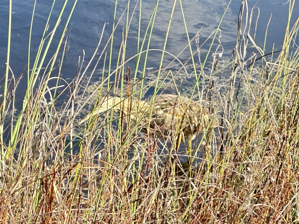 amerikarørdrum - ML645665539