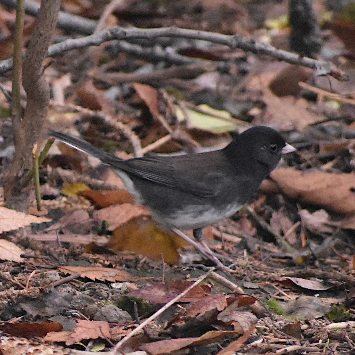 Winterammer (cismontanus) - ML645665543