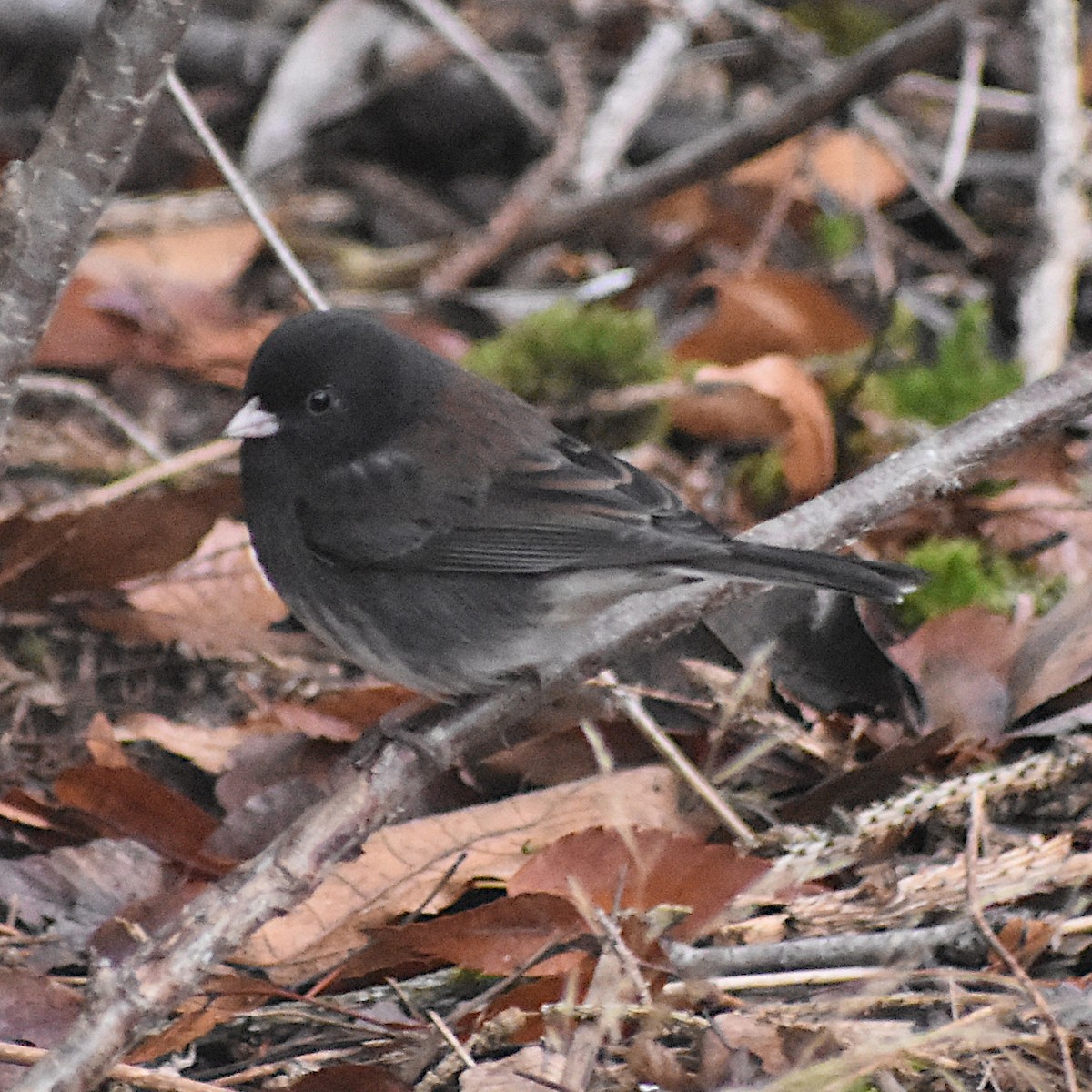 Winterammer (cismontanus) - ML645665545