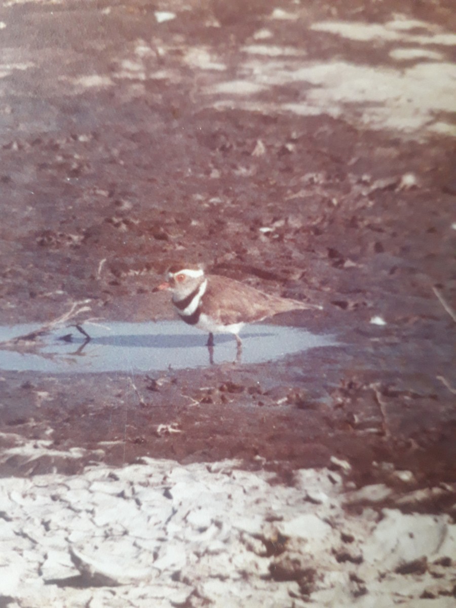 Three-banded Plover - ML645665546