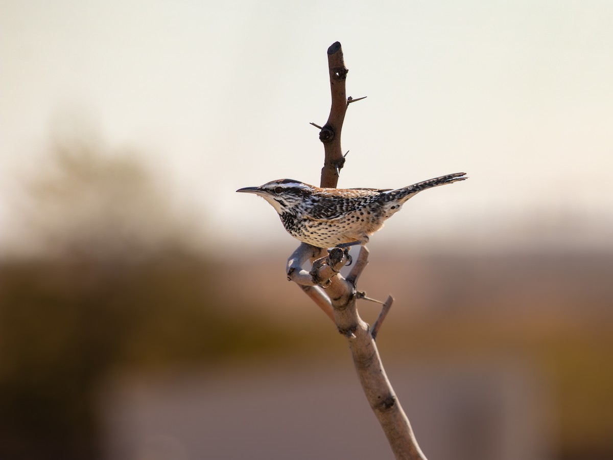 Кактусовый крапивник - ML645665548