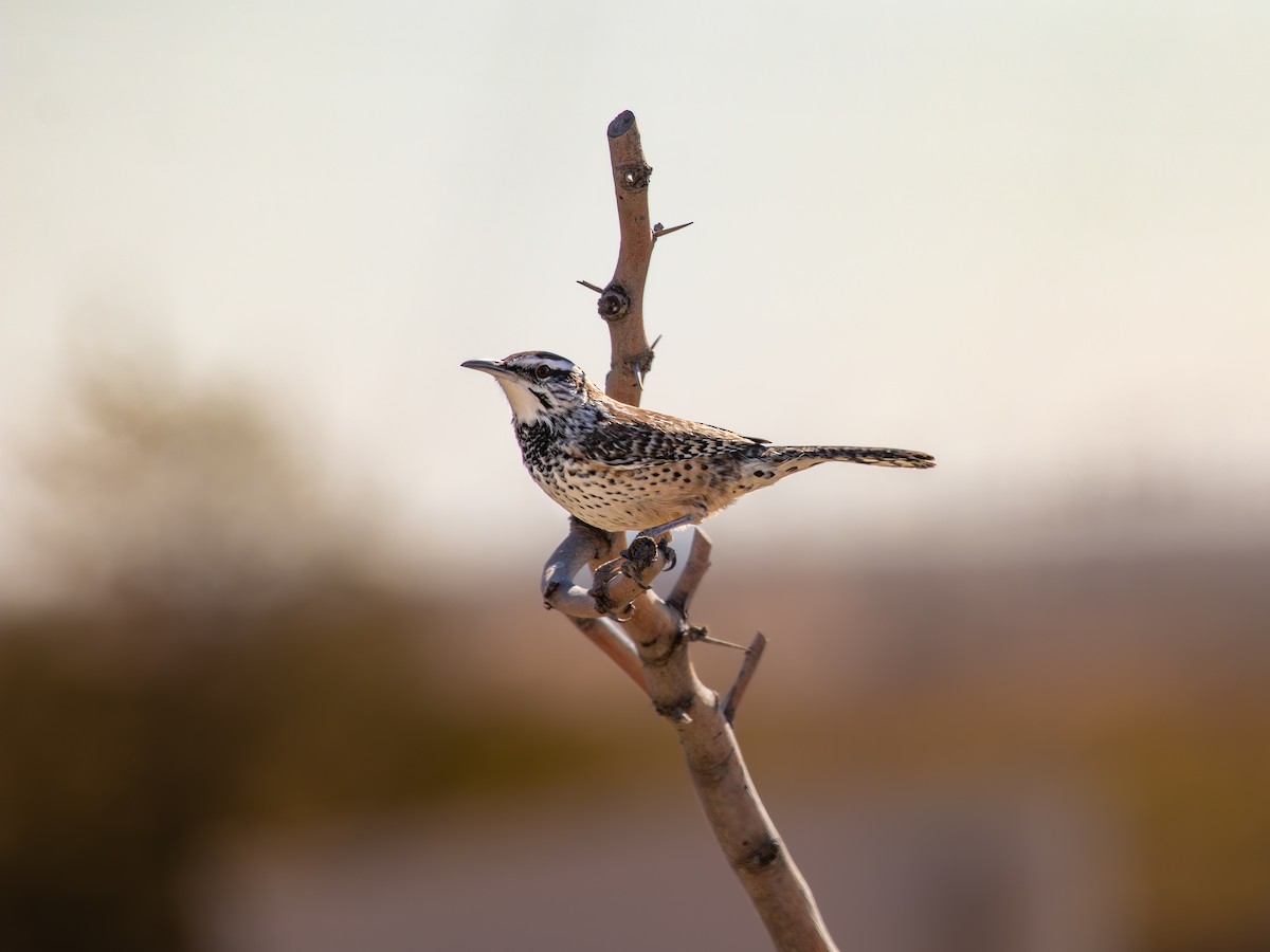 Кактусовый крапивник - ML645665549