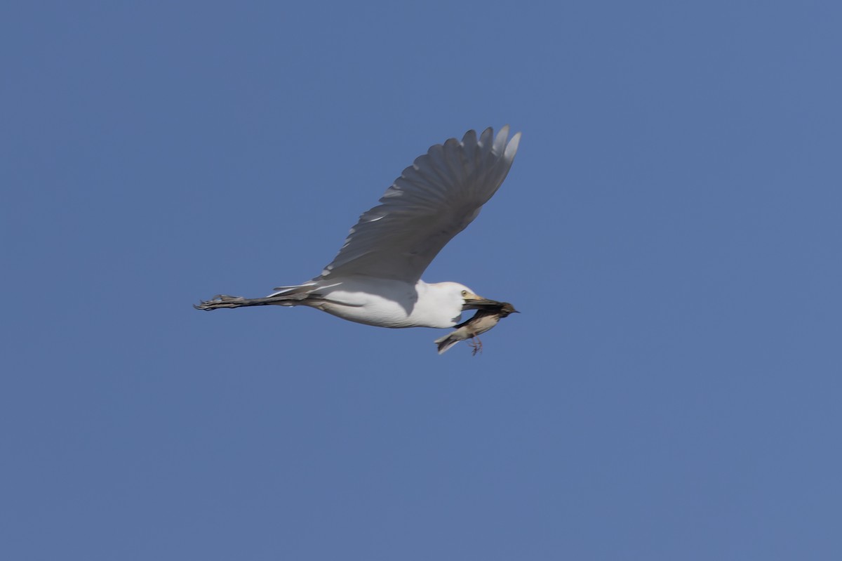 Western Cattle-Egret - ML645665559