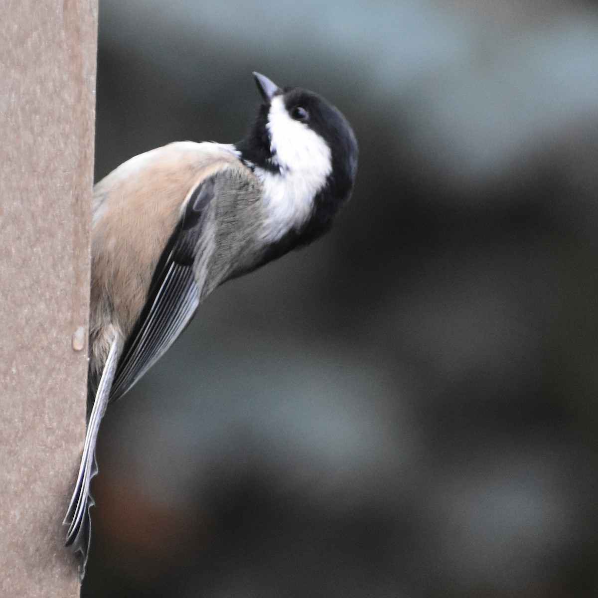 Mésange à tête noire - ML645665560