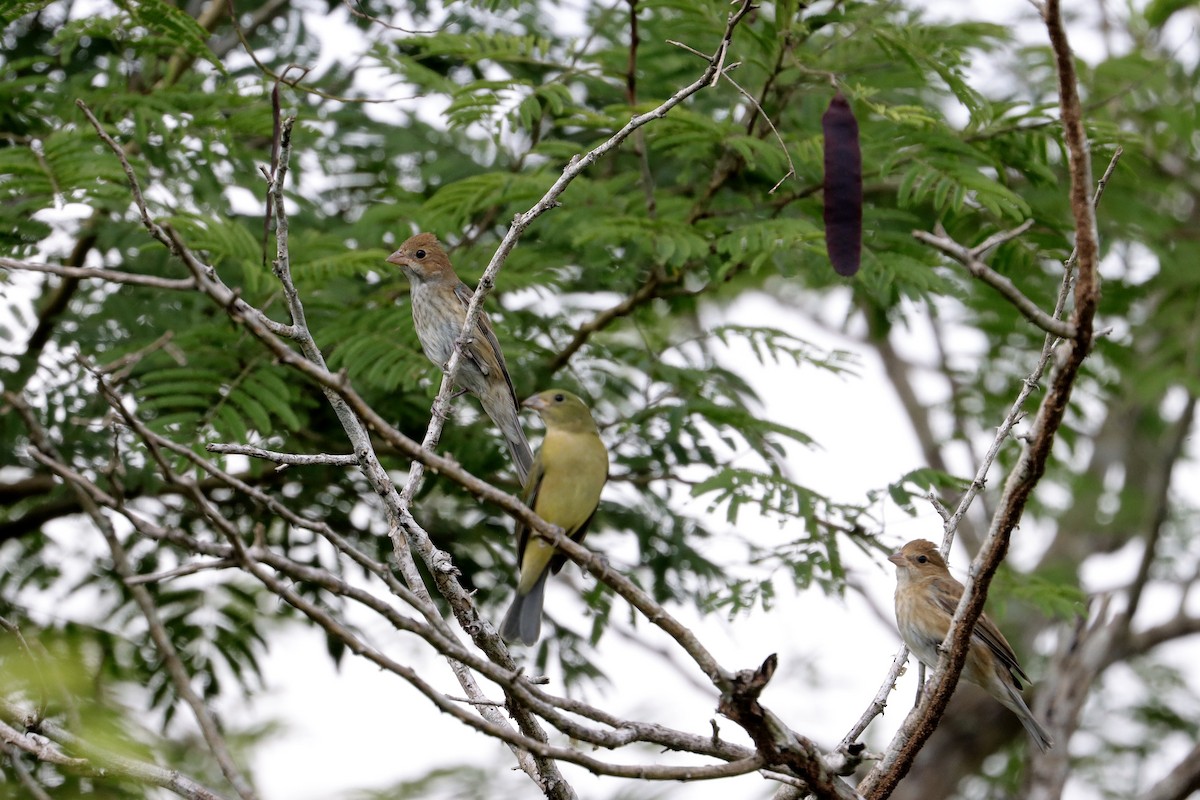 Индиговый колорин - ML645665564