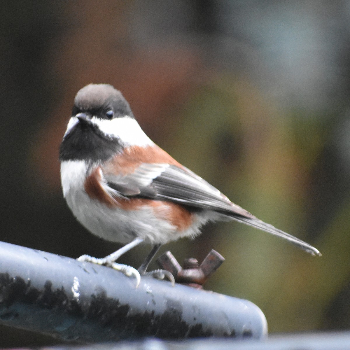 Rotrückenmeise - ML645665565