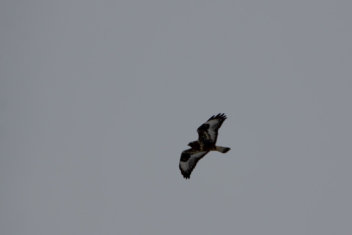 Rough-legged Hawk - ML645665567