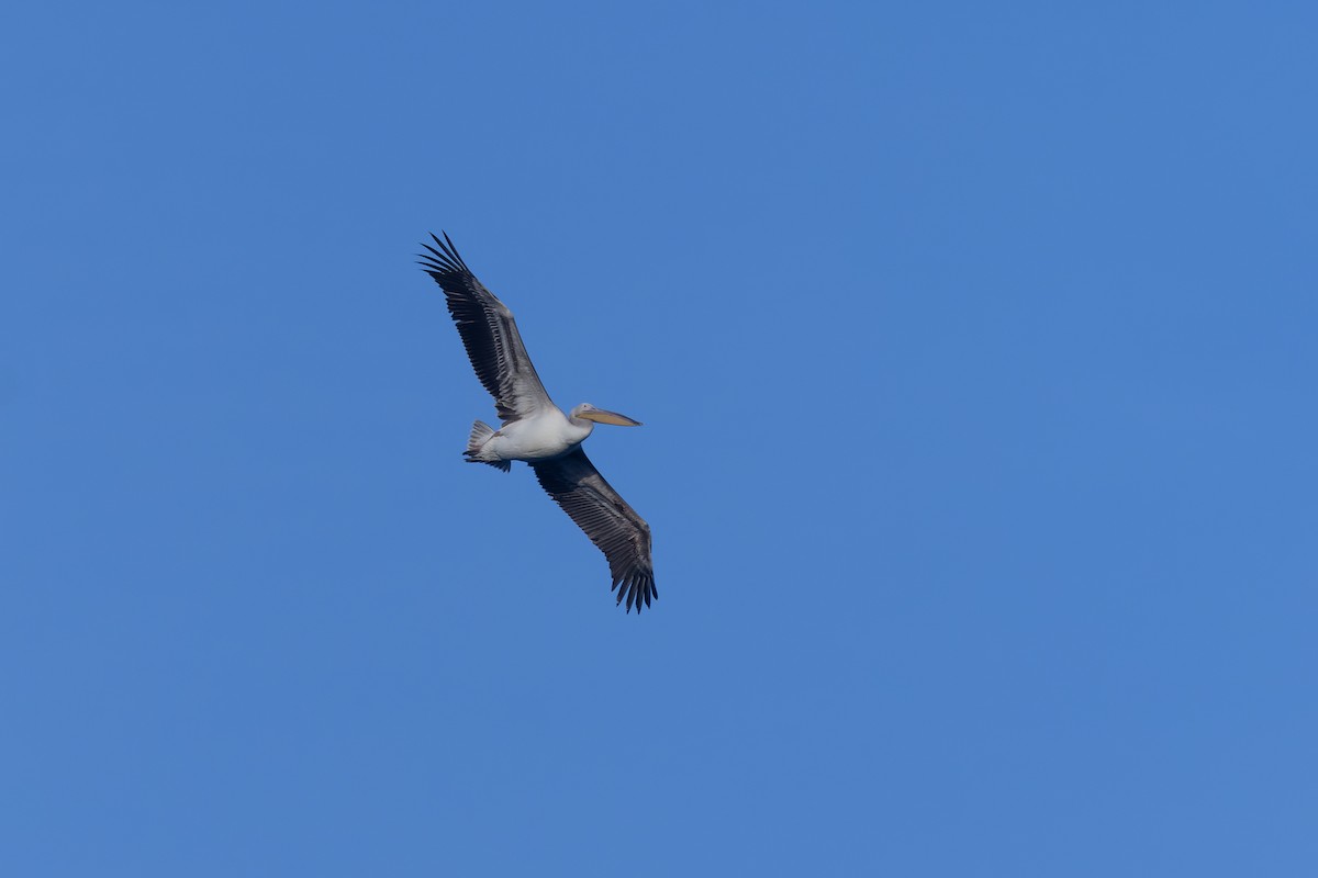 Great White Pelican - ML645665568