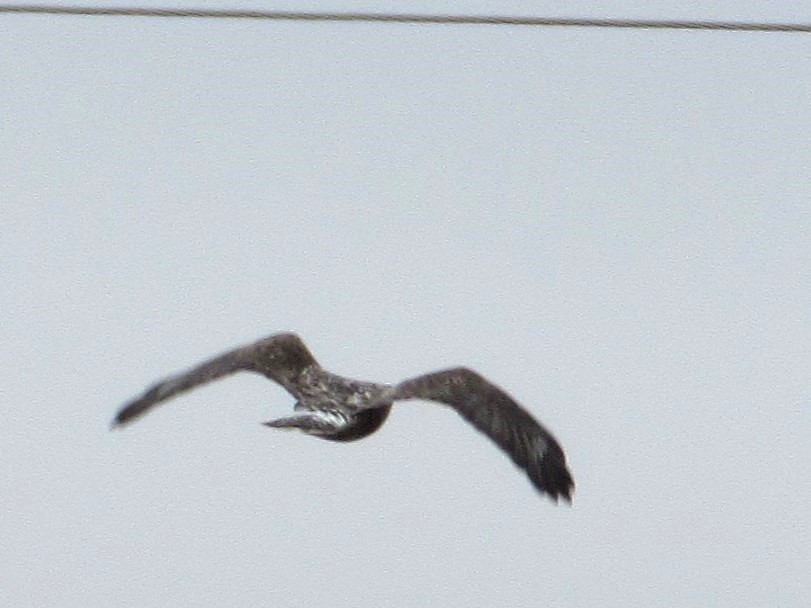 Rough-legged Hawk - ML645665571