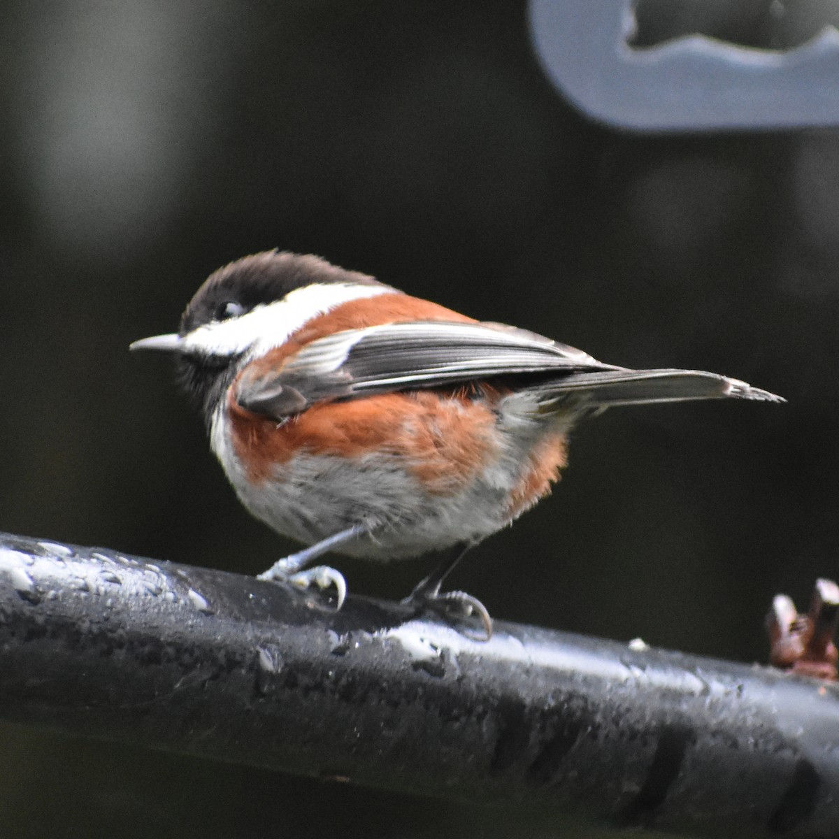 Rotrückenmeise - ML645665573