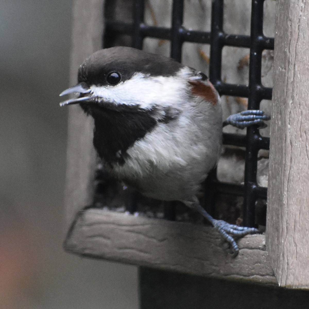 Rotrückenmeise - ML645665580